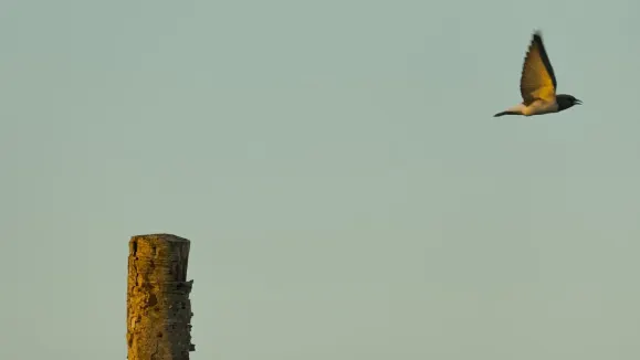 الاواوتي كازينو الدعم